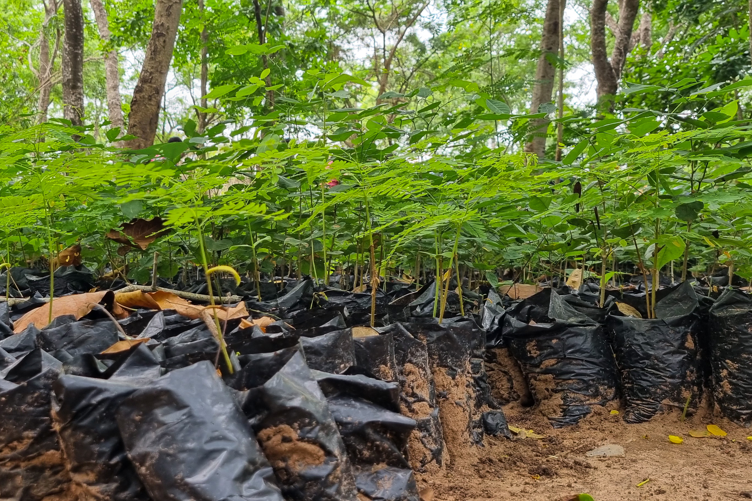 group of bagged seedlings in forested area