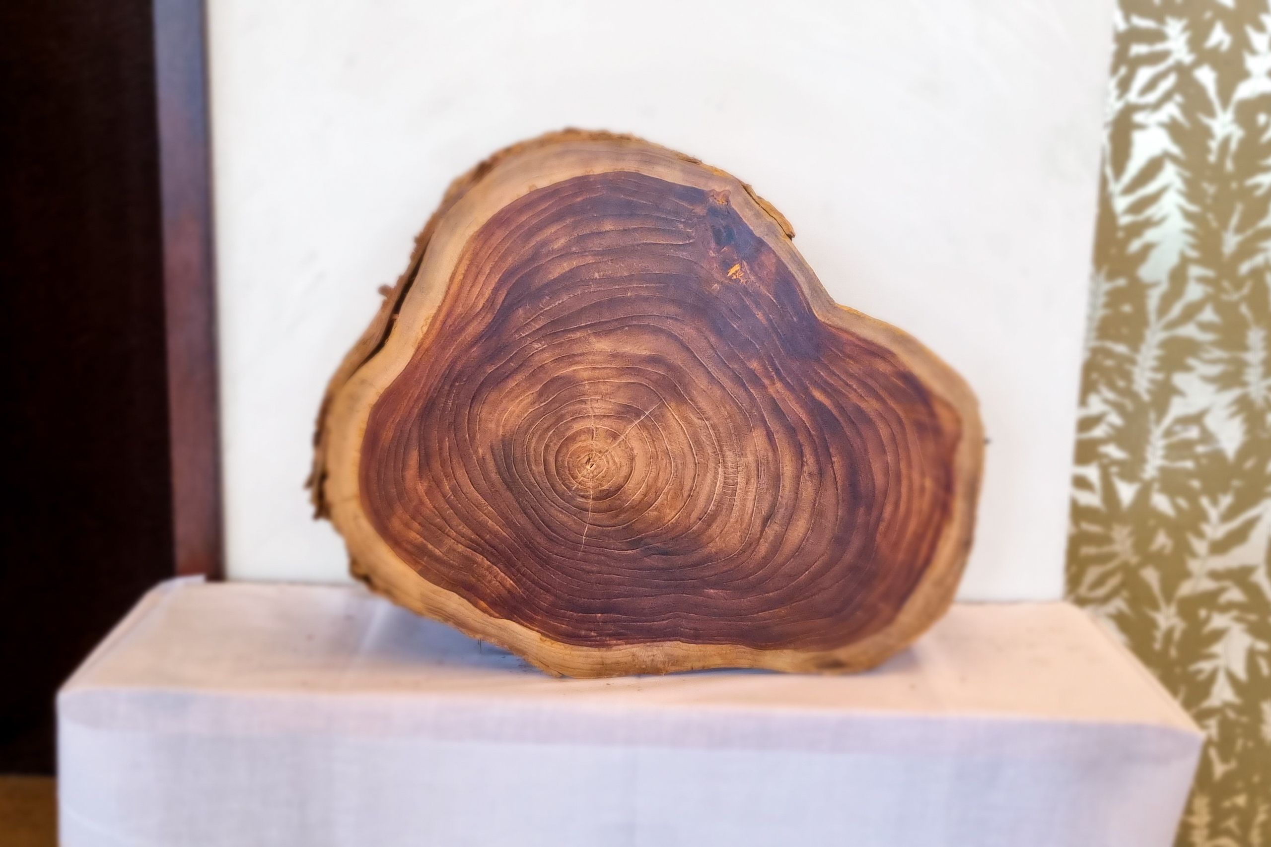 polished teak log resting on small table