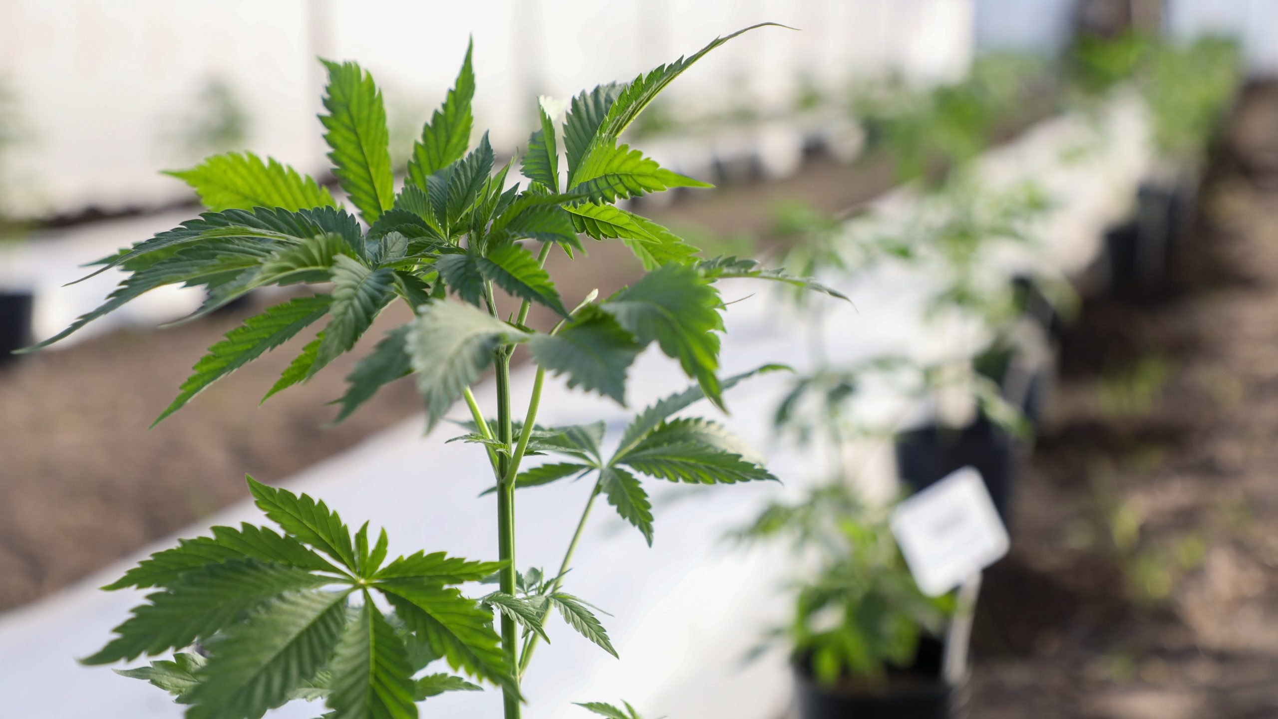 cannabis plant in row