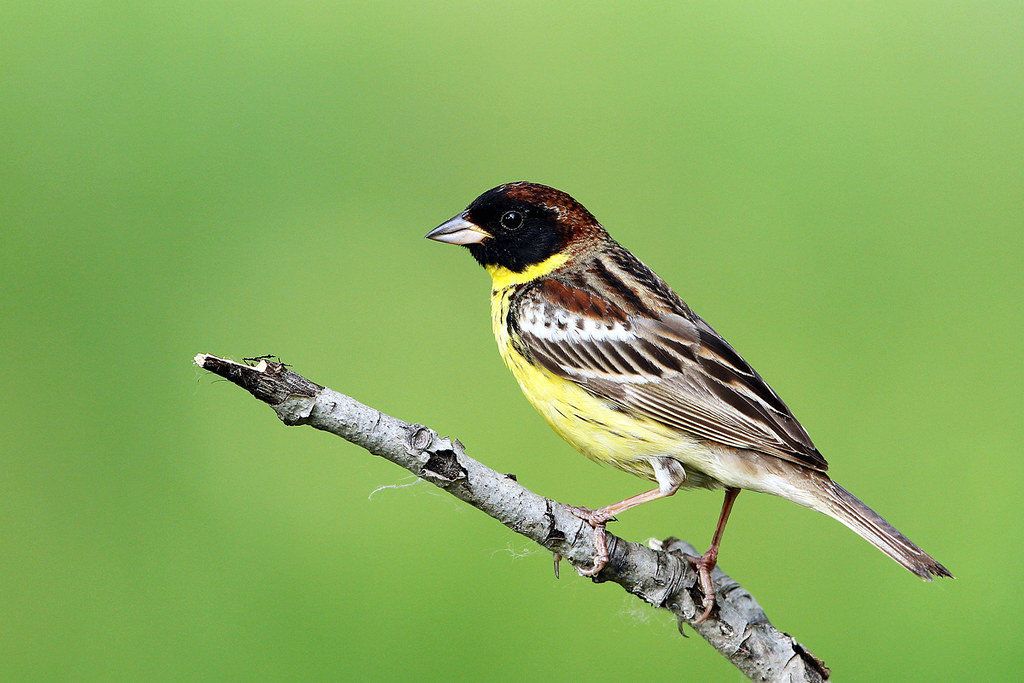 Yellow breasted Bunting bird perched on stick