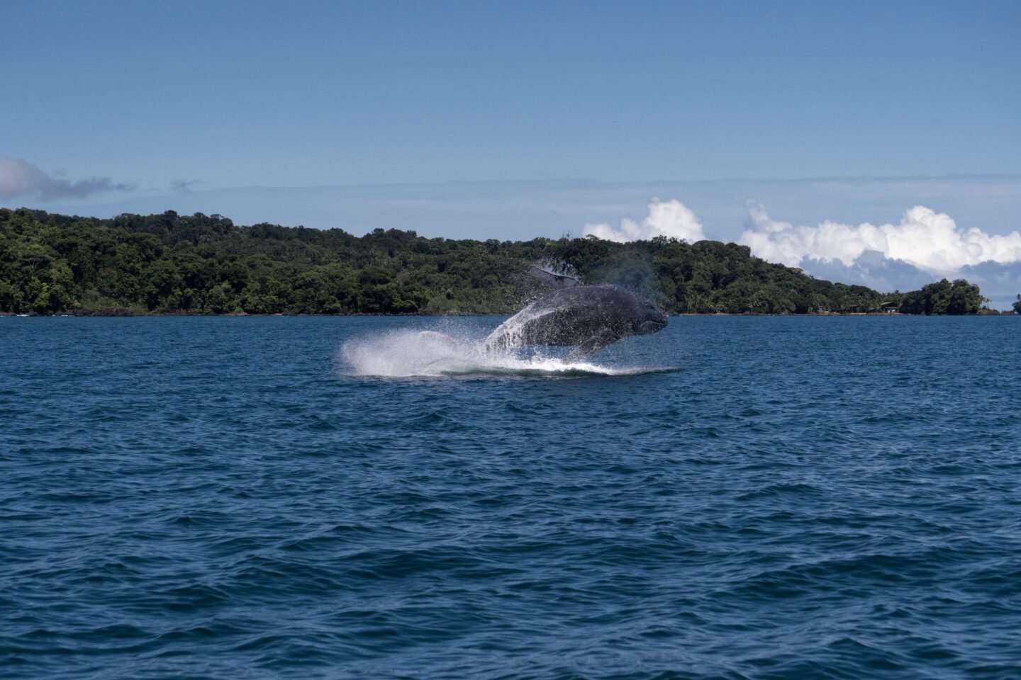 Baleia jubarte em Nuquí