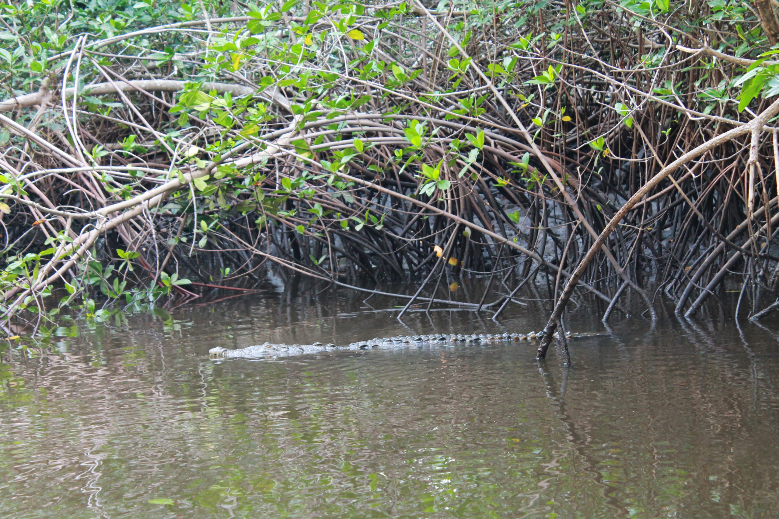 Crocodilos no mangue