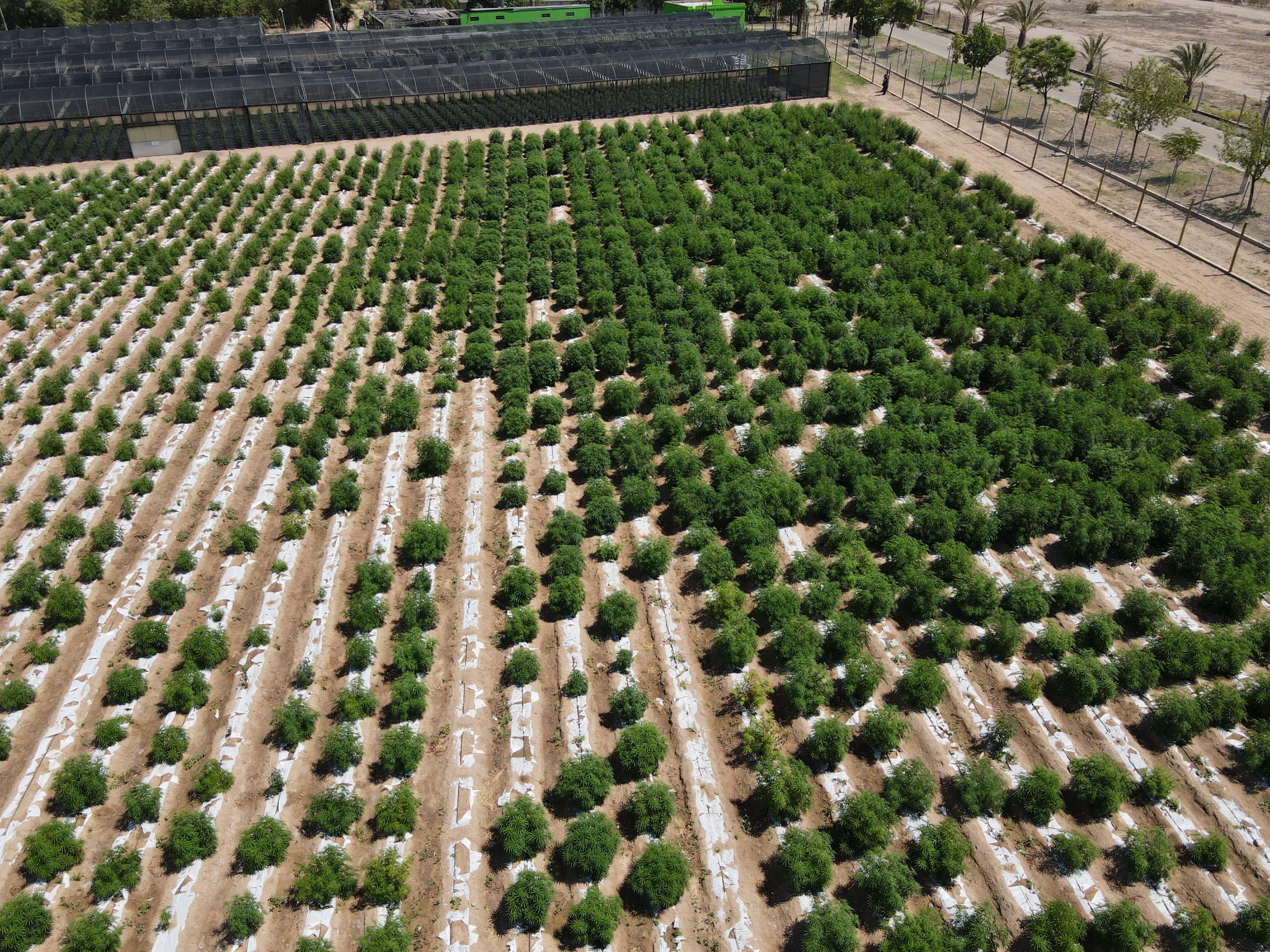 birds eye view of neat rows of cannabis bushes 