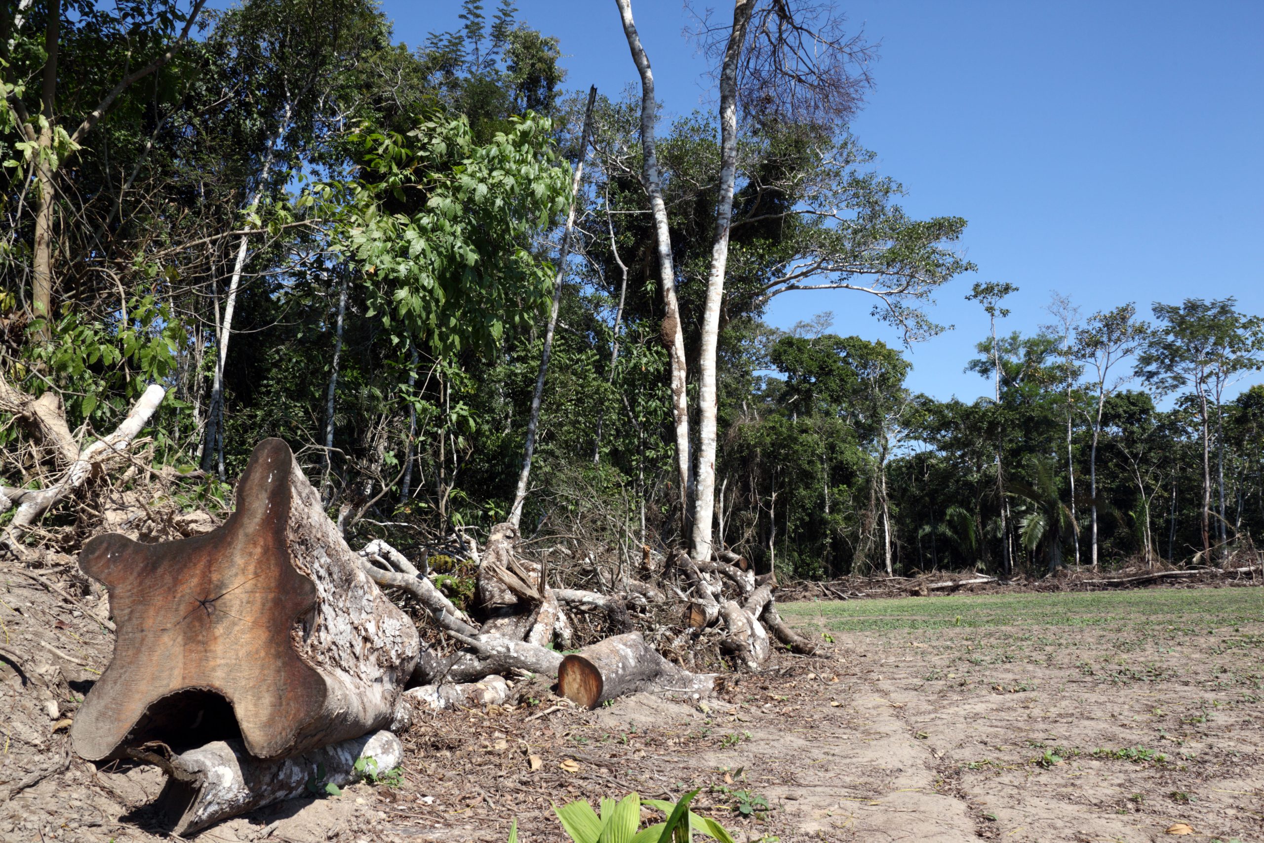 árboles caídos cerca de Rurrenabaque en Bolivia, en las afueras del parque nacional Madidi