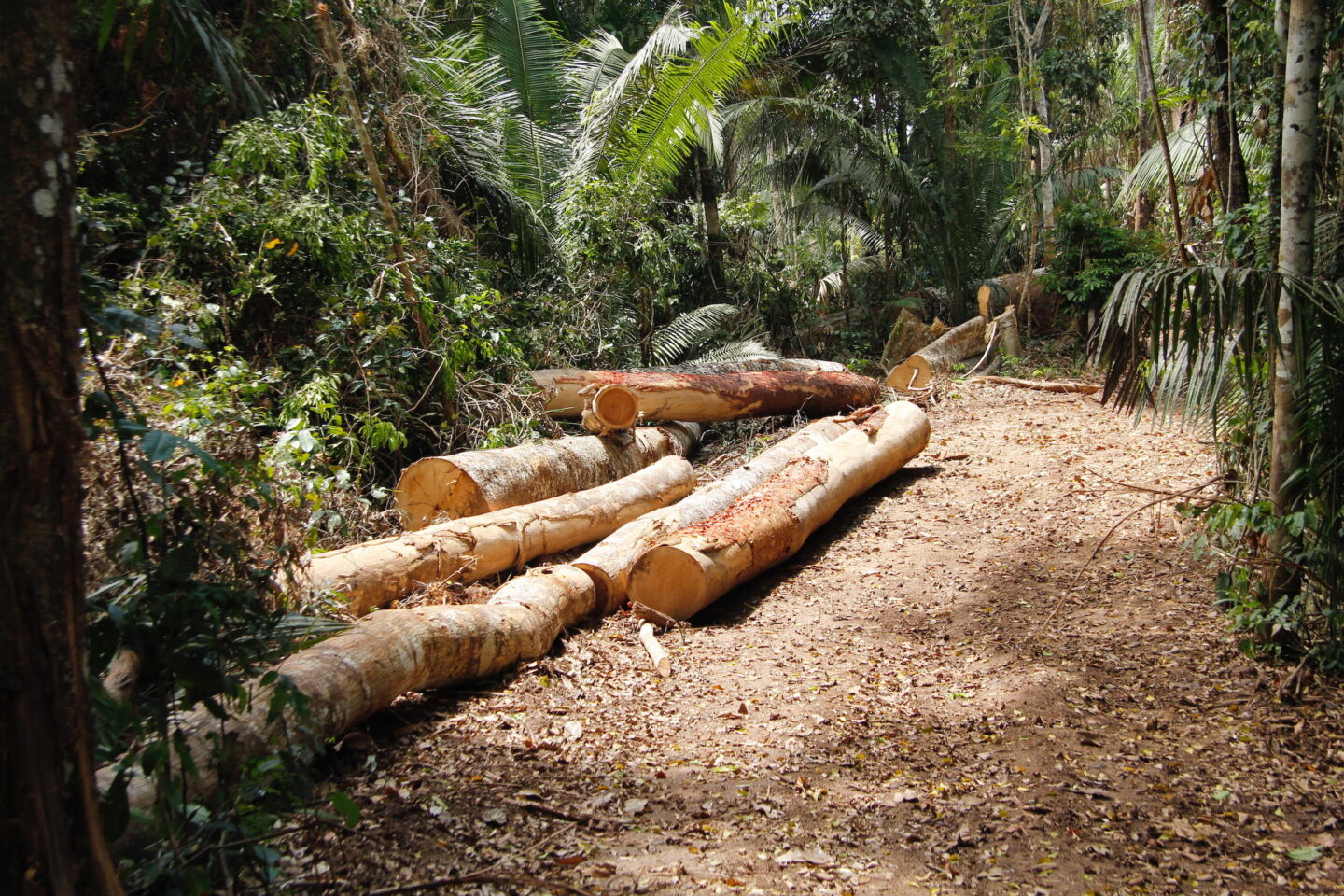 Madera deforestada ilegalmente en Perú