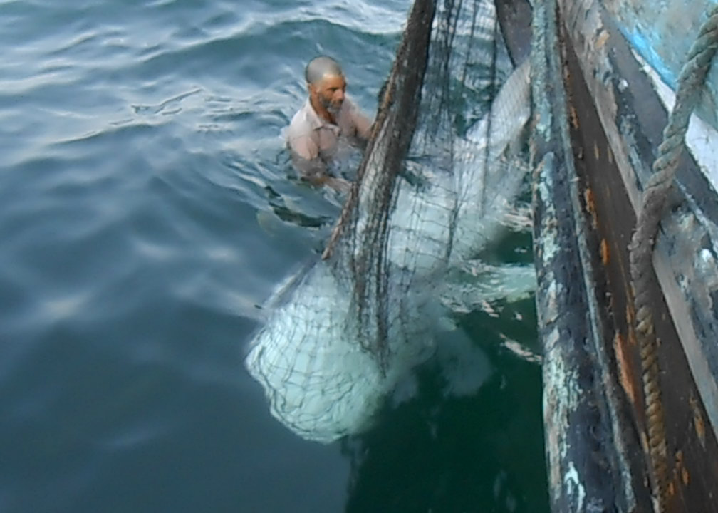 Juvenile Whale Shark being rescued by fisherman in Pakistan