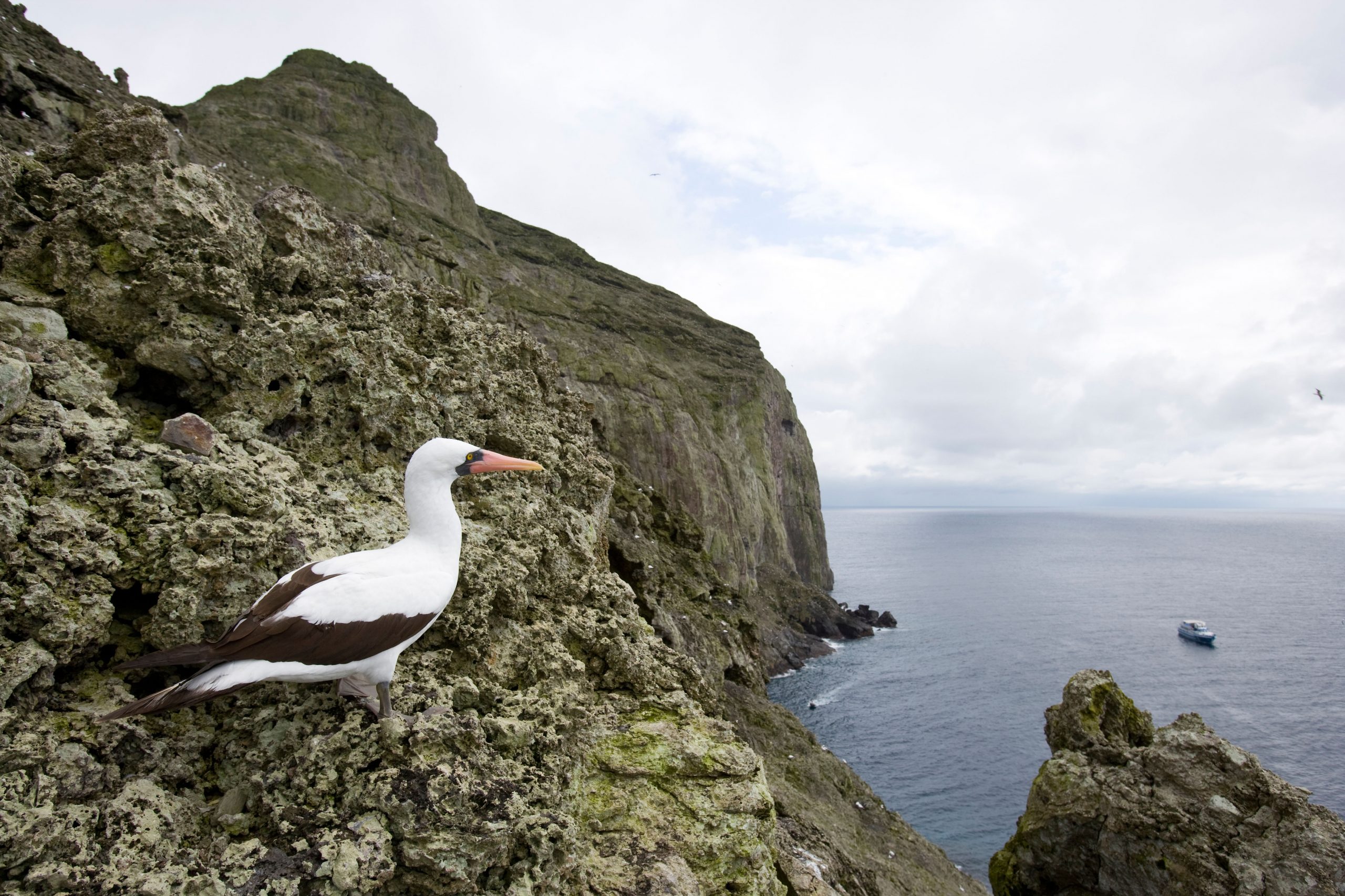 white bird on rocky cliff overlooking ocean