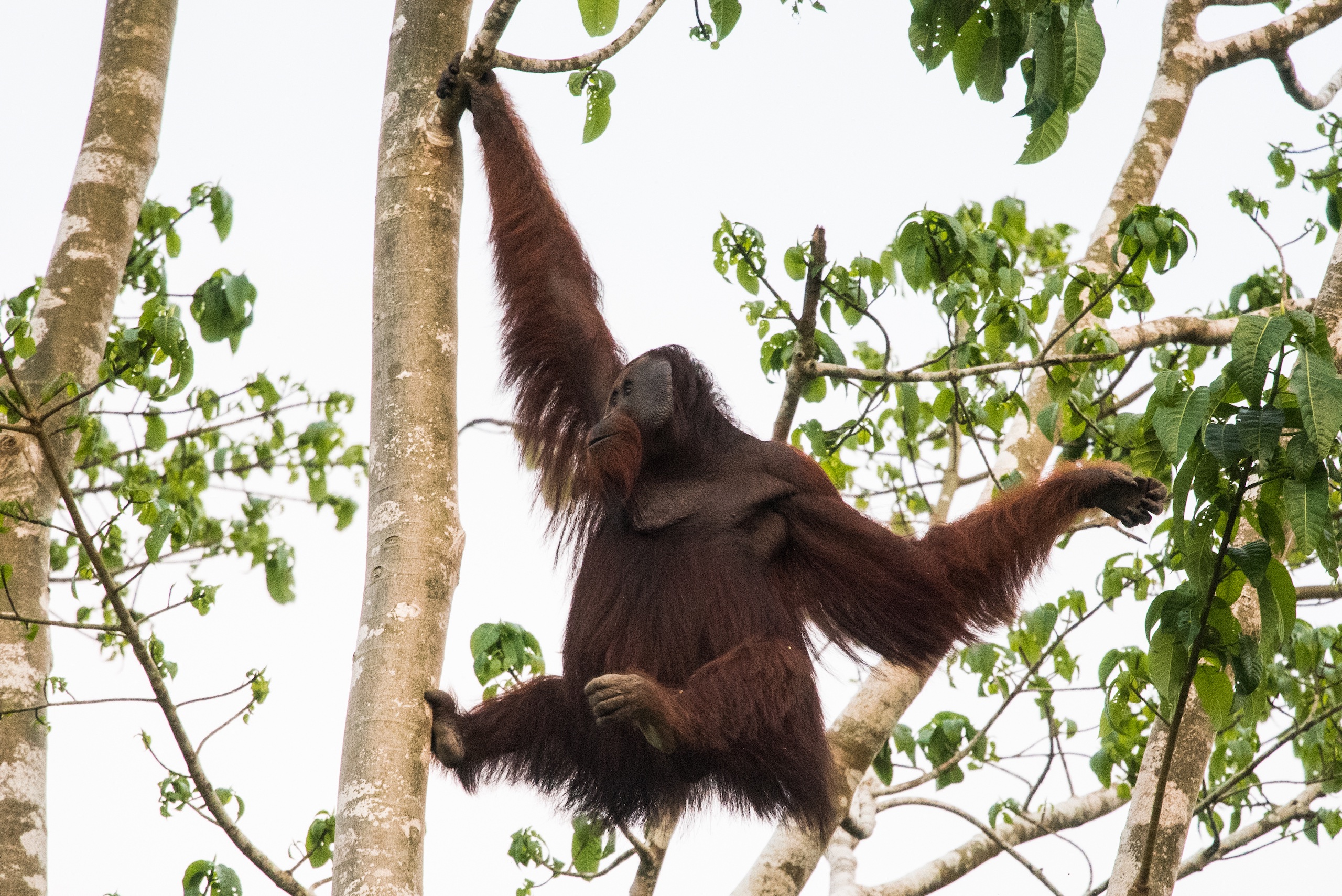 An orangutan in the wild near Kinabatangan River in Sabah, Malaysia, on the island of Borneo.