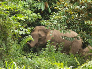 A Bornean pygmy elephant in the wild, looking at the camera from behind tree branches and thick foliage