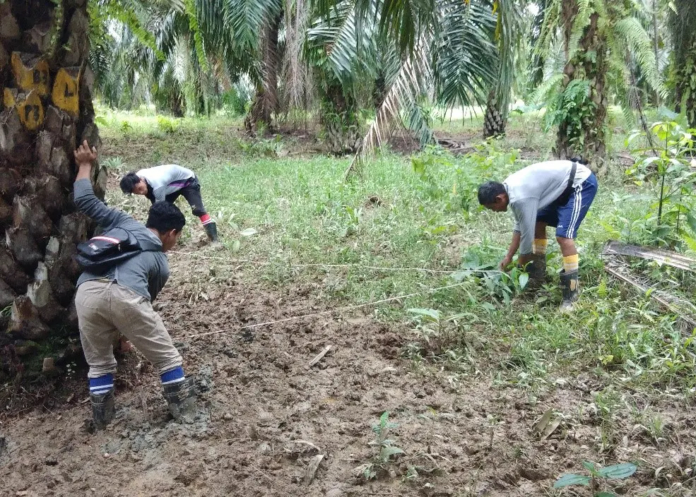 Conservation workers use string to measure distances between tree planting spots in an oil palm plantation