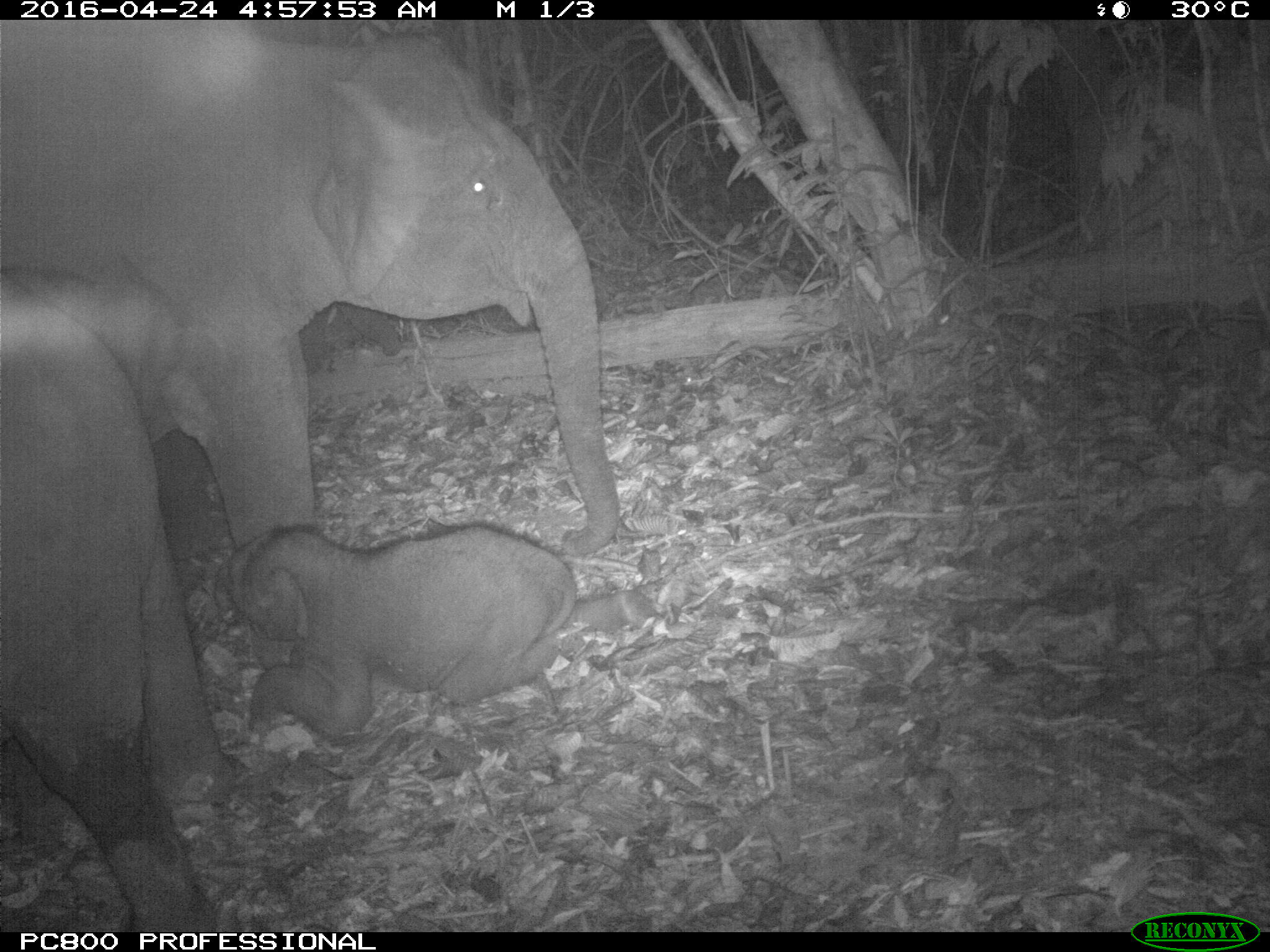 Camera trap footage of a Bornean pygmy elephant being born