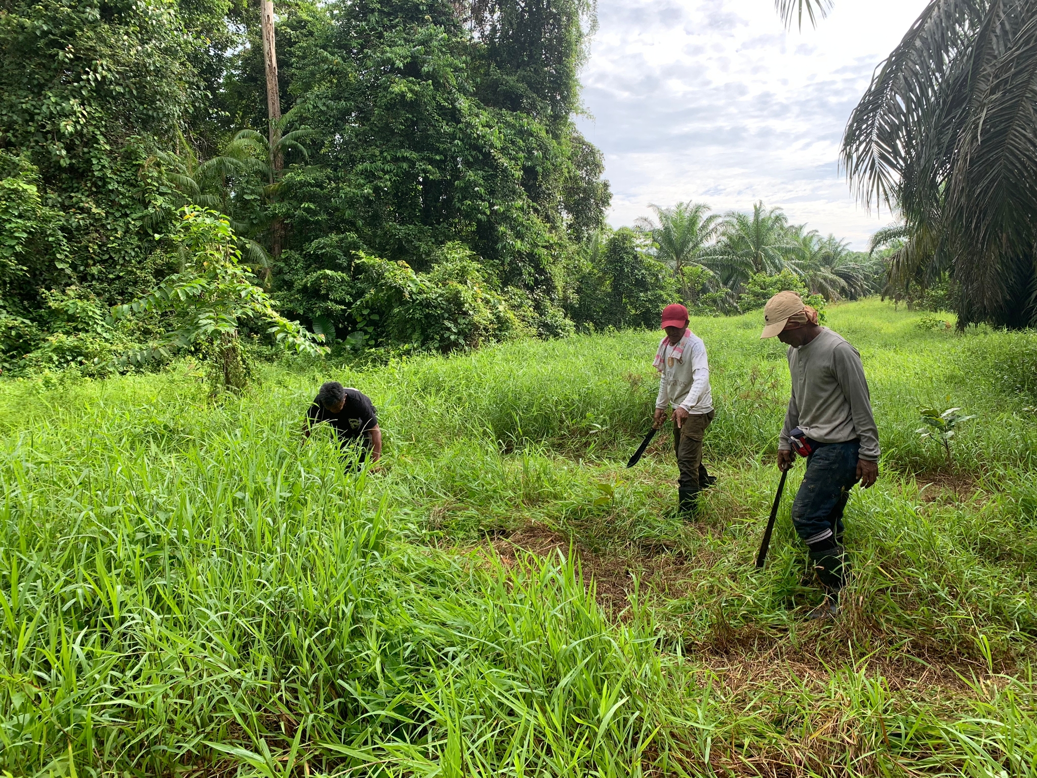 Workers with machetes inspect long green grass on a patch of land between rainforest and oil palm plantation, east Sabah Malaysia