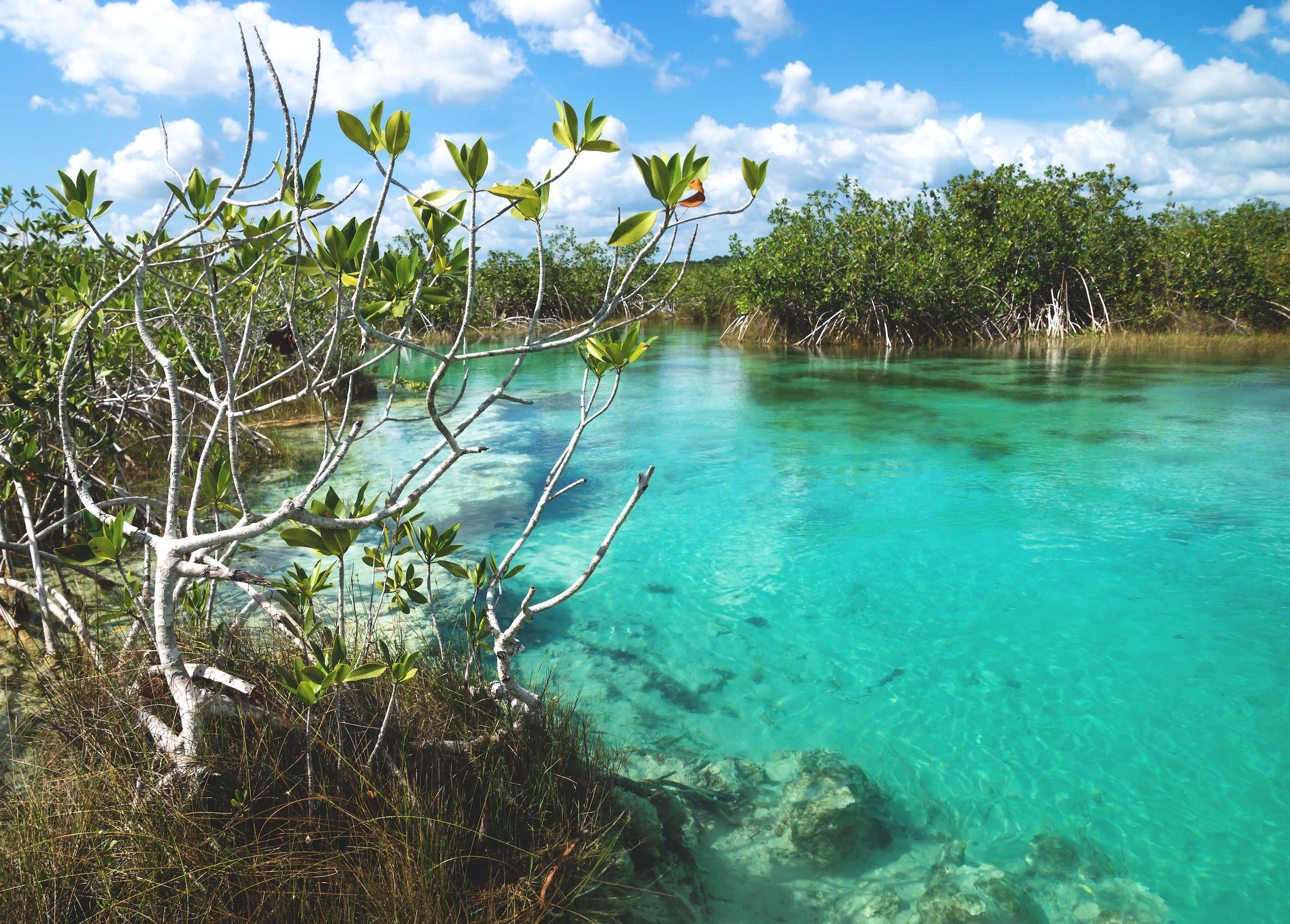 <p>Manglares rojos en la laguna de Bacalar, en la Península de Yucatán, México. En esta laguna habitan dos de las cuatro especies de manglar que existen en el país: rojo y botoncillo (Imagen: Loes Kieboom / Alamy)</p>