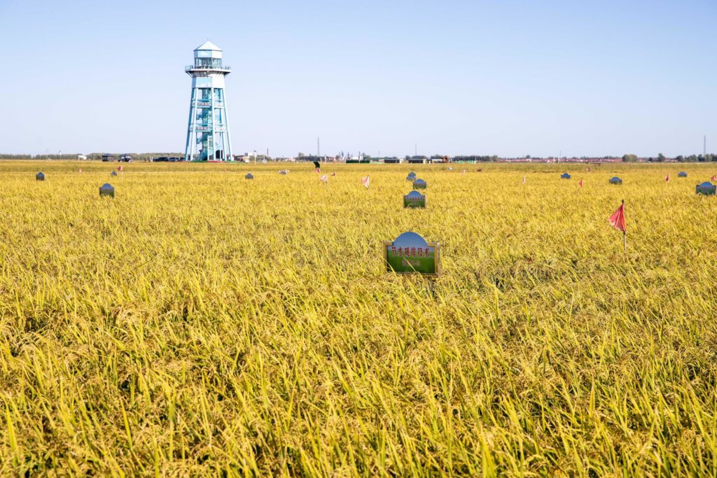 Chinese rice farming trials cut methane emissions | Dialogue Earth