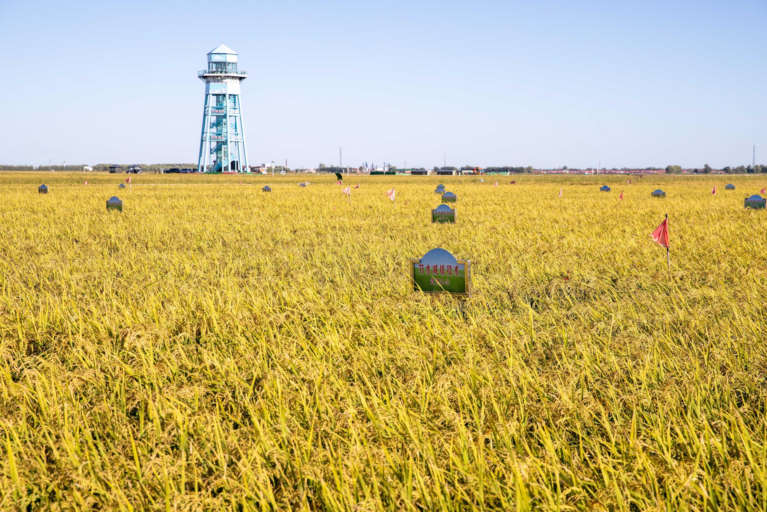 Rice paddy in Heilongjiang, China