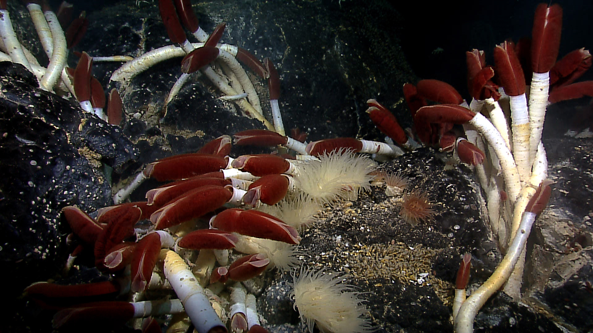 red and white tube worms at seafloor level