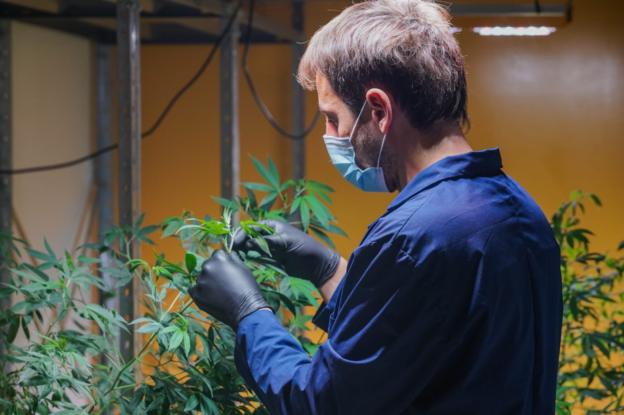 Un trabajador revisa hojas de cannabis sativa