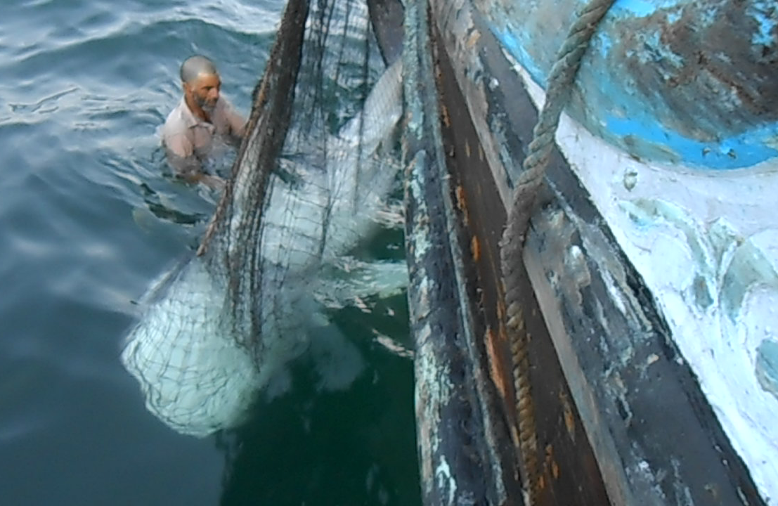 Juvenile Whale Shark being rescued by fisherman