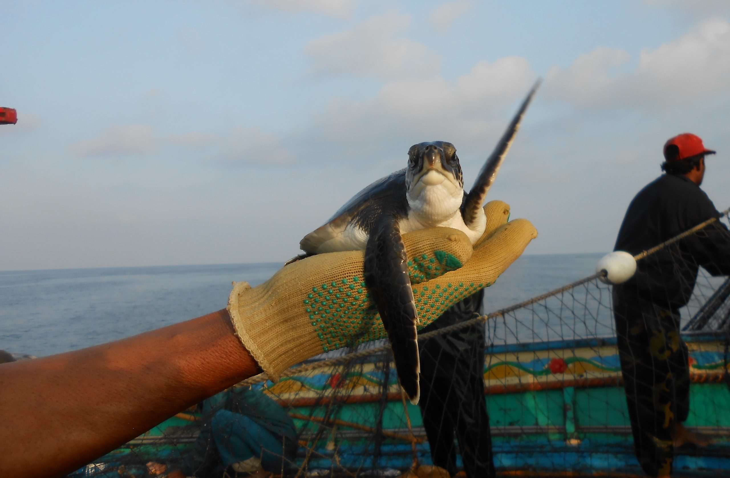 Releasing a baby green turtle caught as bycatch