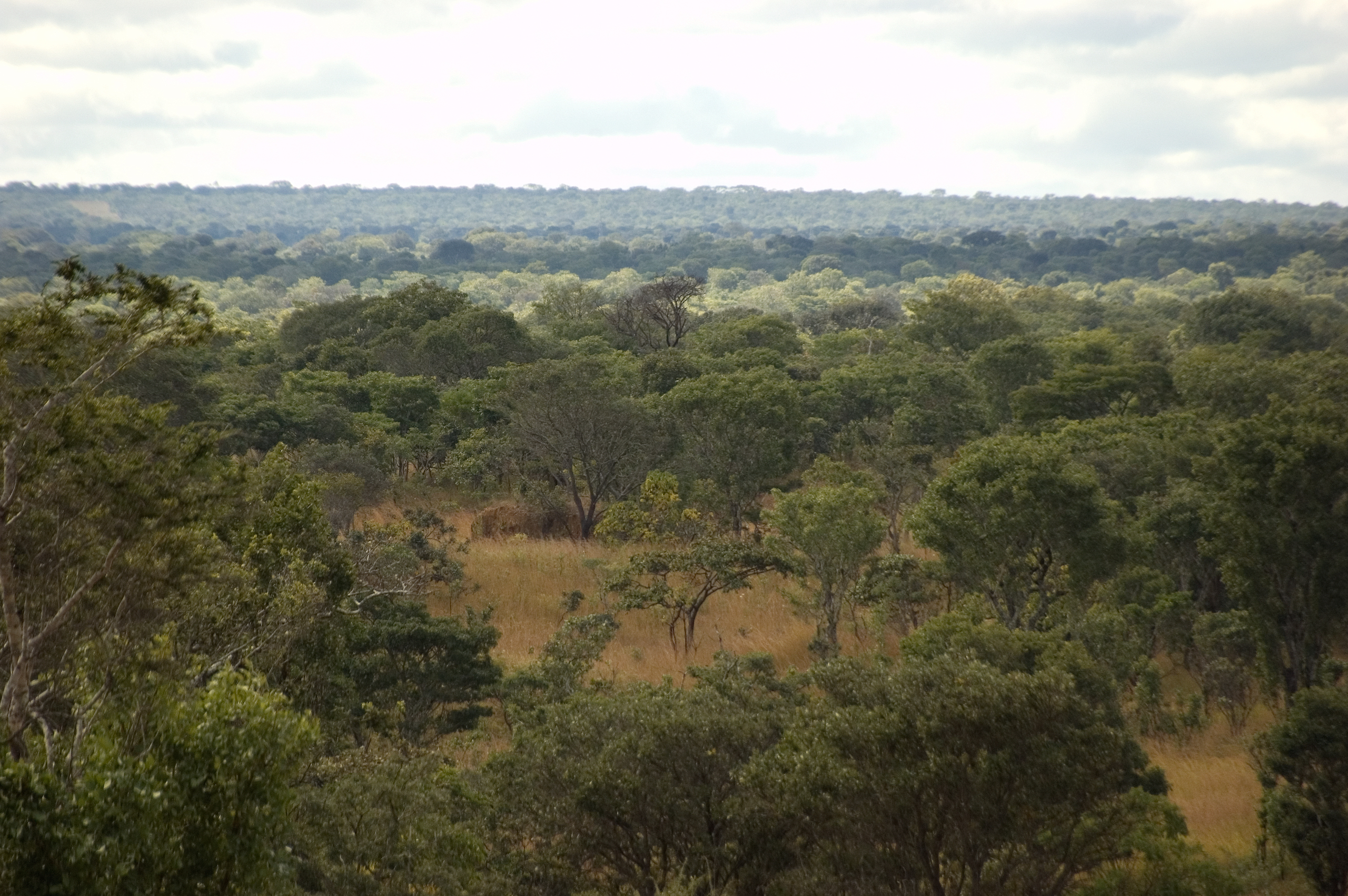 A view of the miombo woodland landscape