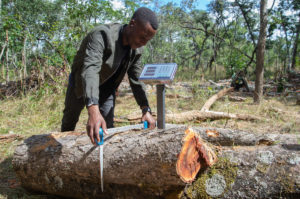 Wood from Zambia’s miombo forests to is weighed to check it is dry enough for charcoal production.