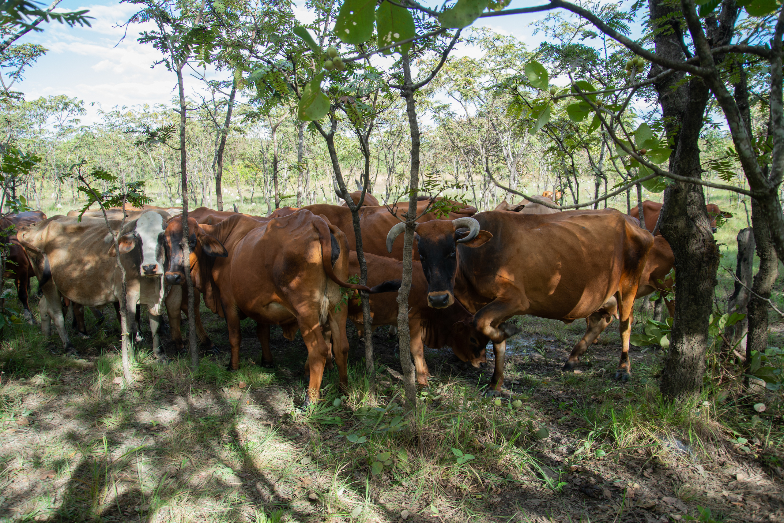 A group of cattle under the shade of miombo trees, Zambia