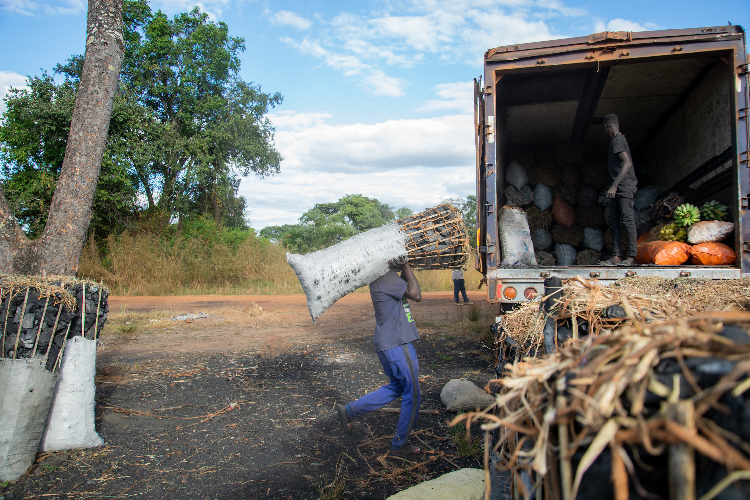 A man carrying a bundle of charcoal onto a truck in Solwezi, Zambia. The miombo forests in the north of the country are heavily degraded, in part due to over-harvesting for charcoal production