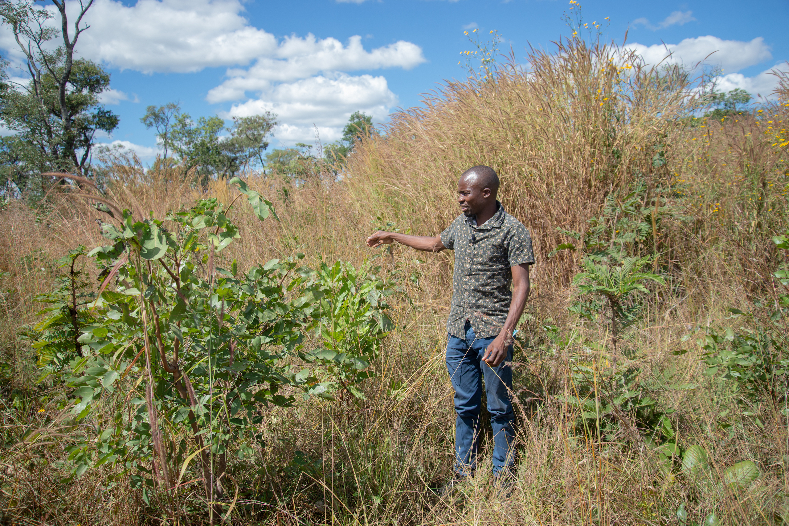 A man standing in high grasses gestures toward a sapling grown as part of an assisted natural regeneration (ANR) project in Mufulira, Zambia.