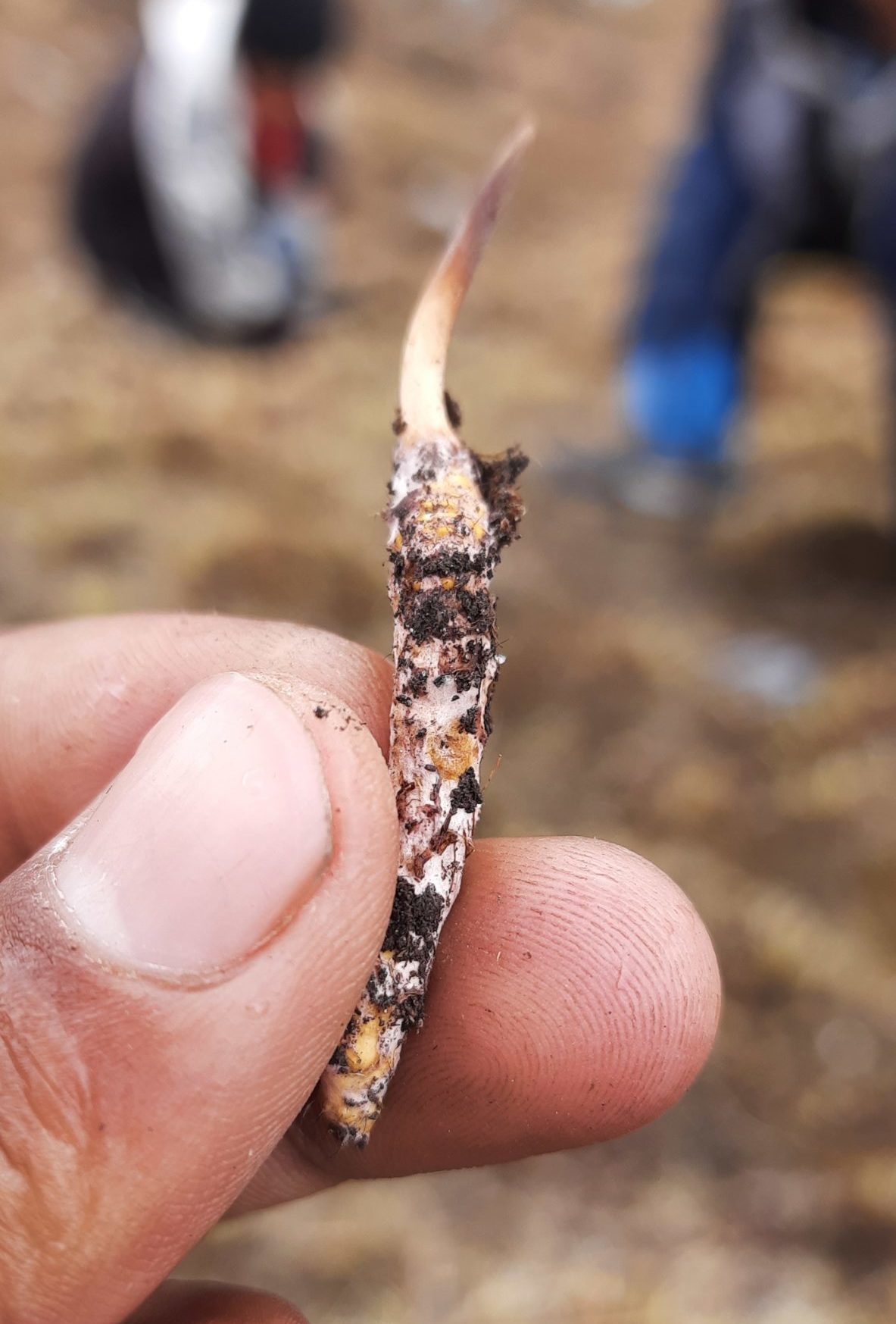 fingers grasping cordyceps
