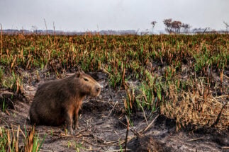 <p>Capivara, roedor gigante nativo da América do Sul, em área úmida desmatada na província argentina de Corrientes (Imagem © Emilio White / Greenpeace)</p>
