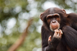 Western chimpanzee touching its chin