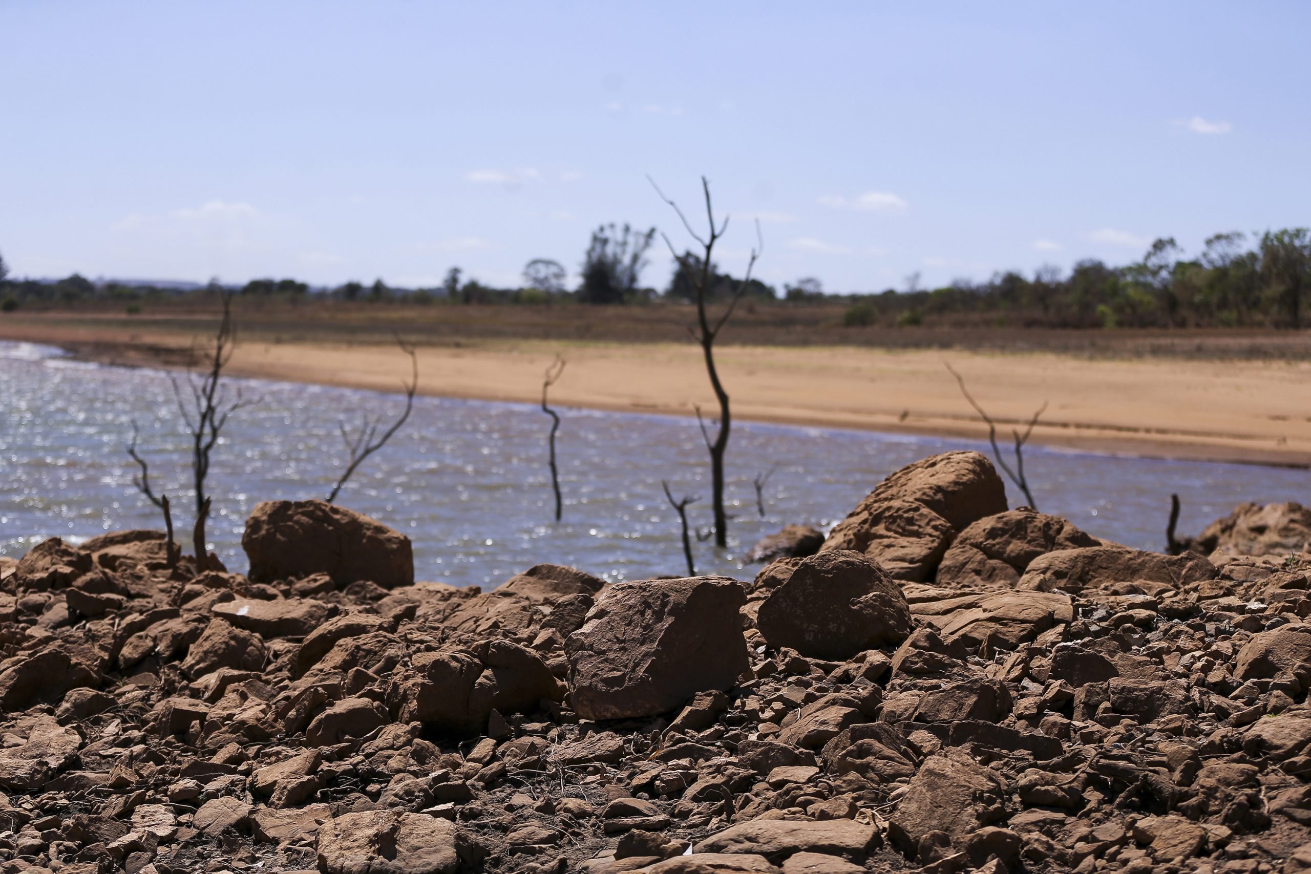 Dried stems of plants next to the Descoberto River during a drought in Brazil
