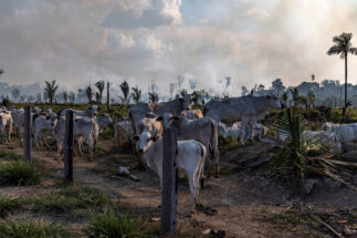 O gado é criado próximo a uma área recentemente desmatada e queimada em Candeias do Jamari, no estado de Rondônia, Brasil.