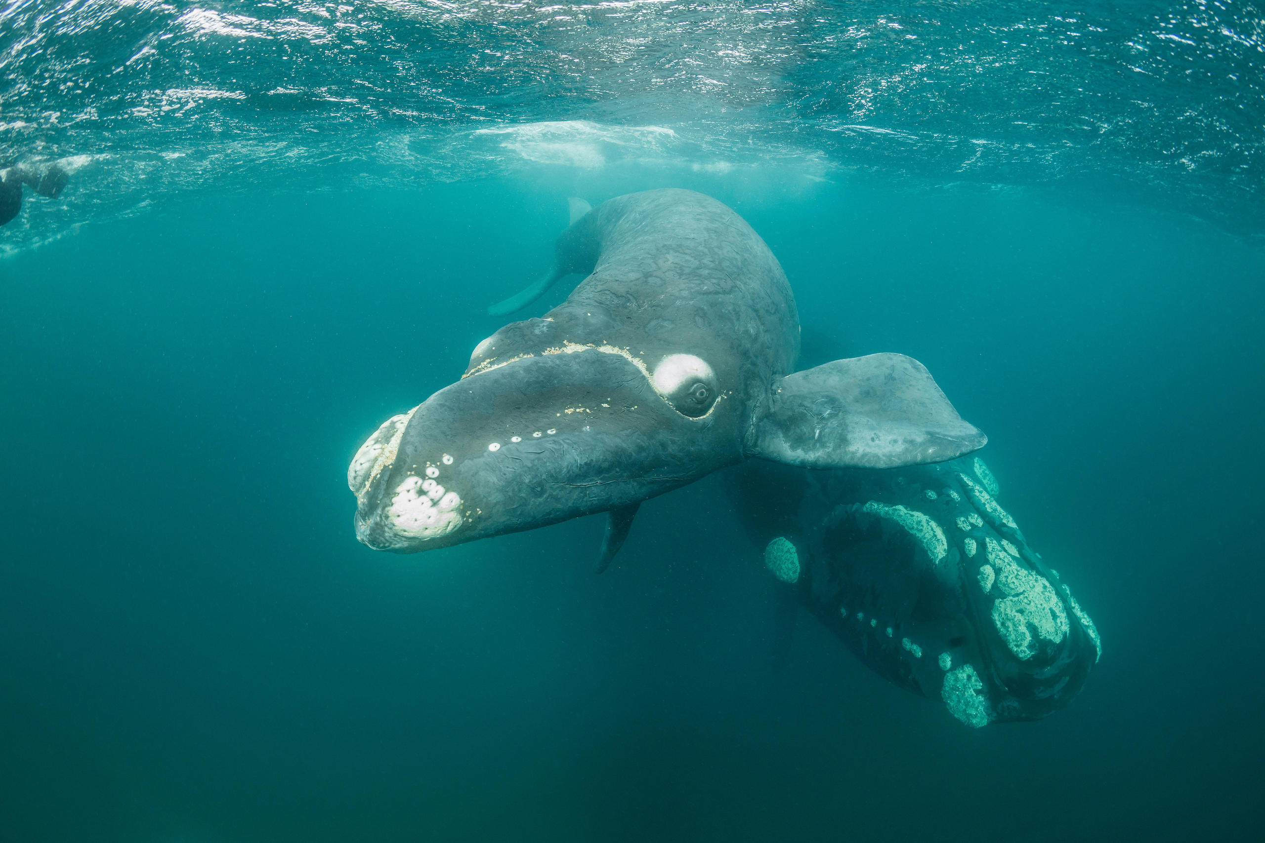 Southern right whale and her calf, Valdes Peninsula.