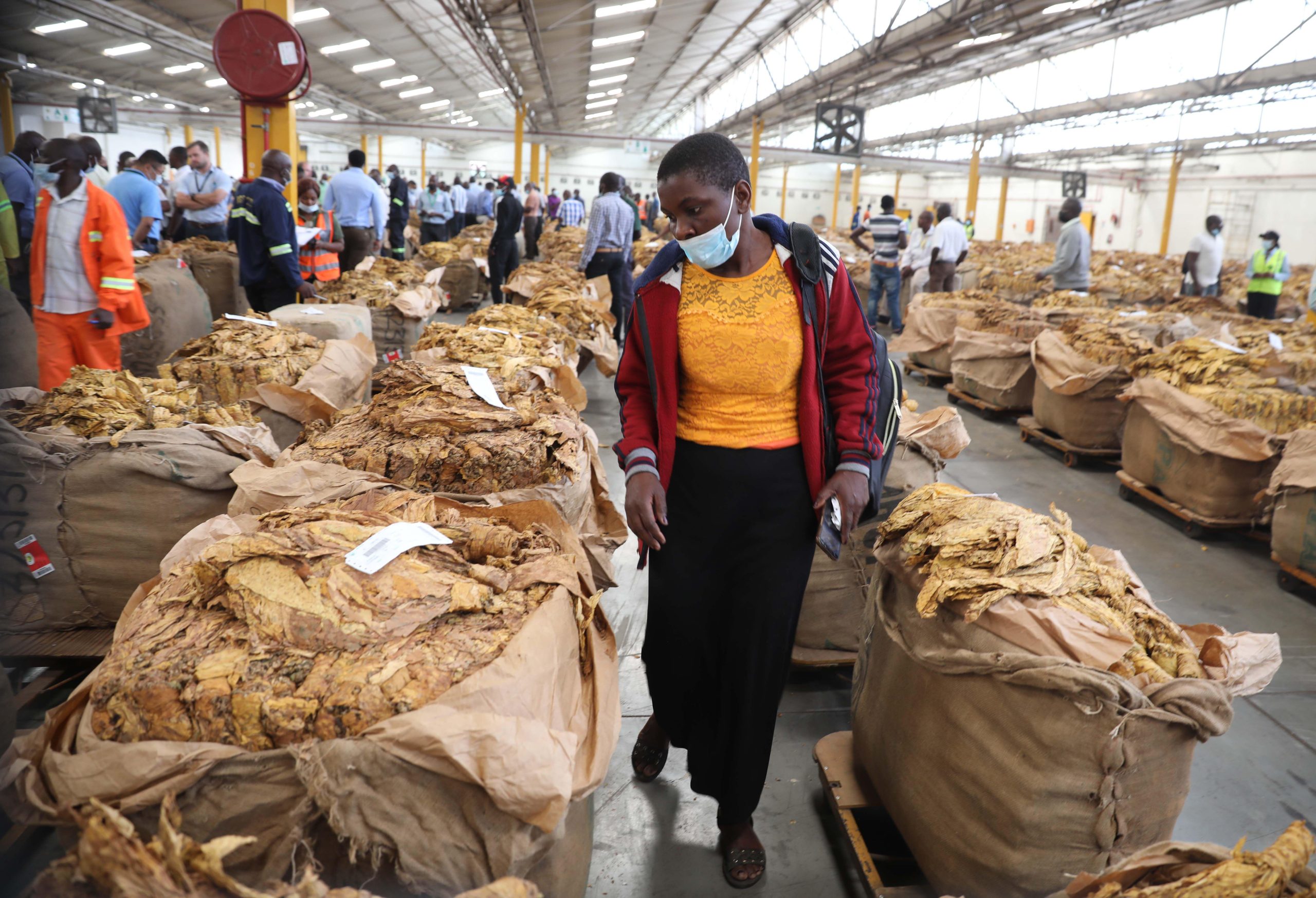woman walking between rows of large sacks of dried tobacco leaves