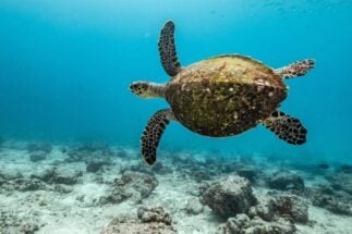 <p>El nuevo tratado permite la creación de zonas marinas protegidas en alta mar, lo que podría proteger a especies migratorias como la tortuga carey (Imagen © Tommy Trenchard / Greenpeace)</p>