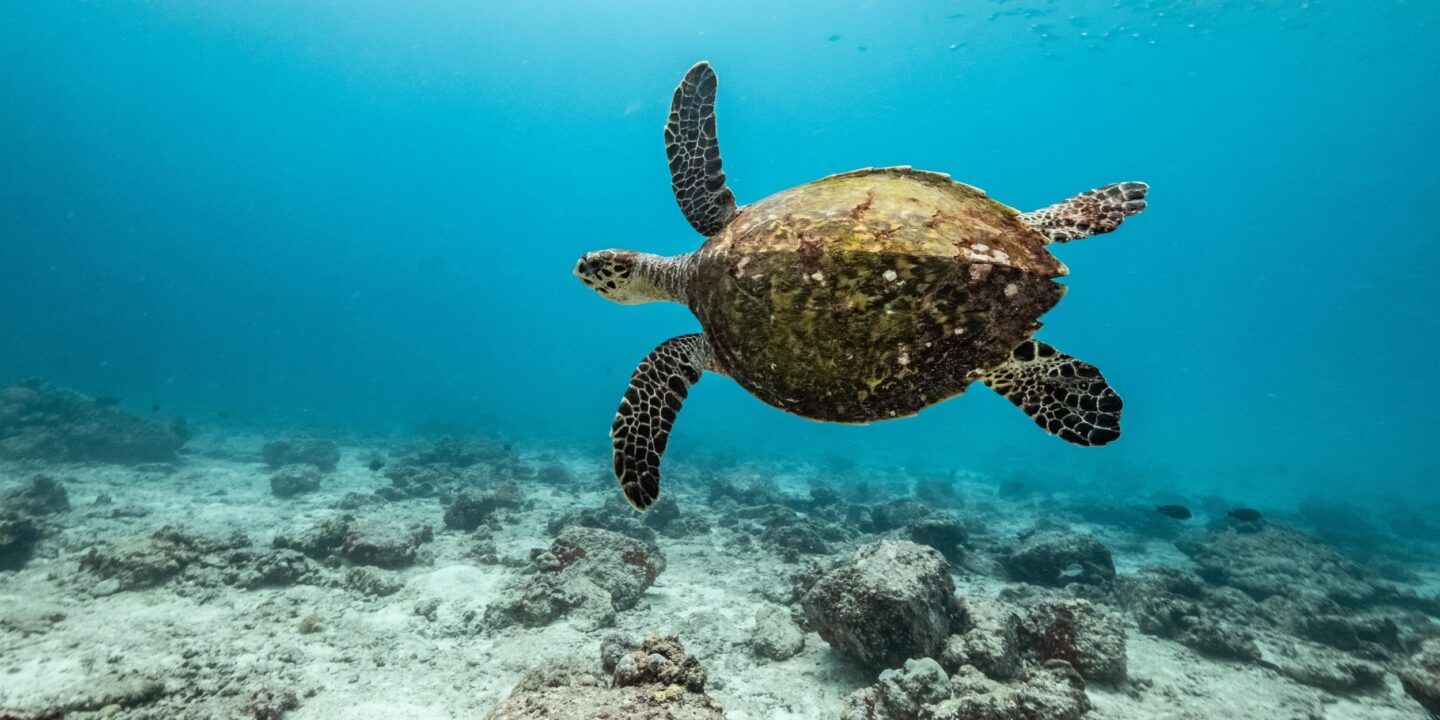 <p><span style="font-weight: 400;">Novo tratado prevê proteção de áreas marinhas em alto-mar para preservar espécies migratórias como a tartaruga-de-pente (Imagem: Tommy Trenchard / Greenpeace)</span></p>