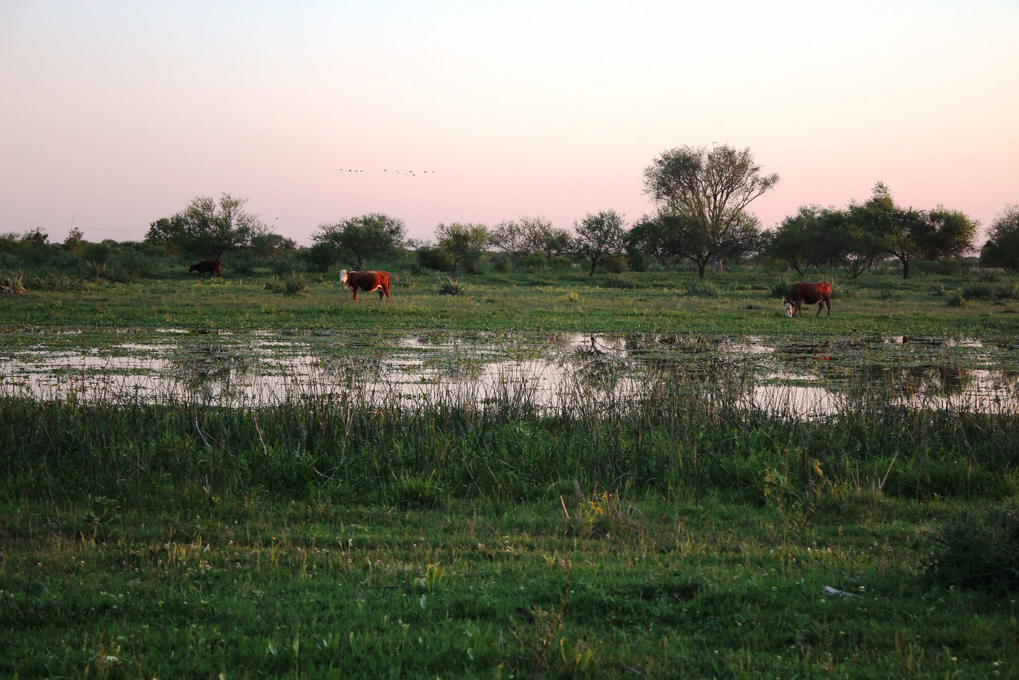 Vacas pastando en una zona de humedales