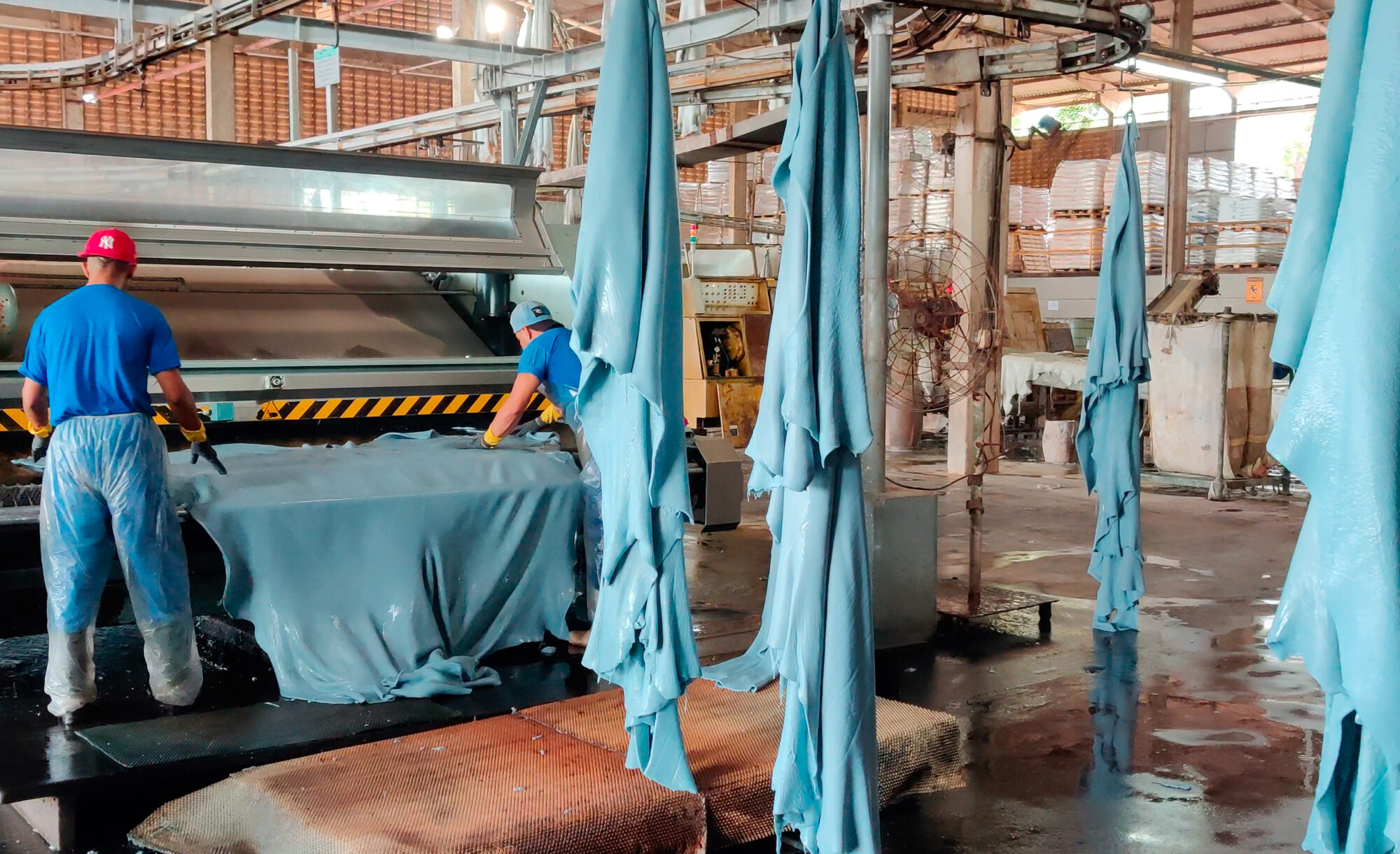 Production of “wet blue” hides at a tannery in Brazil. 