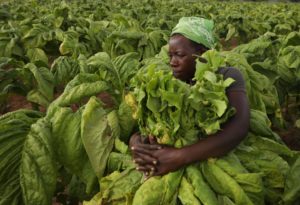 woman carrying armful of large bundle of tobacco leaves