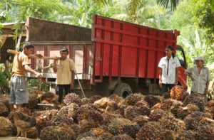 men standing near truck with large pile of oil palm fruit at their feet