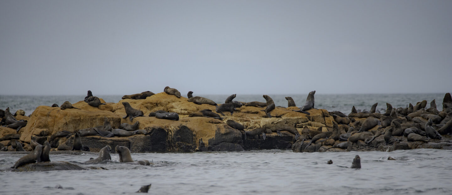 Colonia de lobos marinos en la isla de lobos, Uruguay
