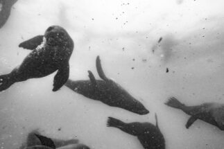 Foto submarina en blanco y negro de focas nadando en la Isla de Lobos, una de las zonas que el gobierno de Uruguay estudia proteger.