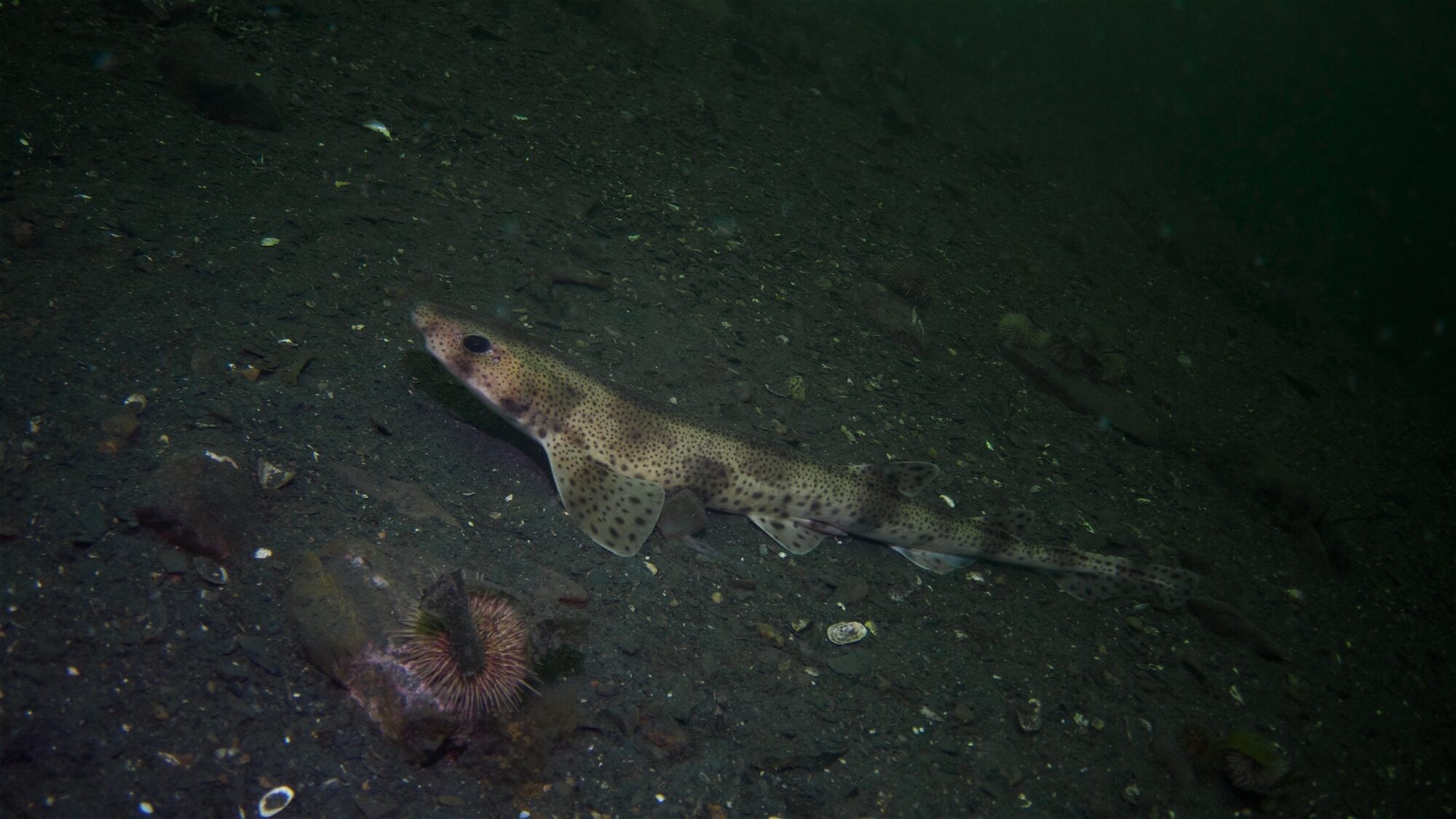 A freckled catshark, which can be found in Uruguay’s fifth priority area for marine conservation