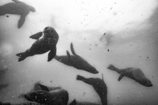 Black and white underwater photo of Seals swimming at Isla de Lobos, one of the areas being considered for protection by the Uruguayan government