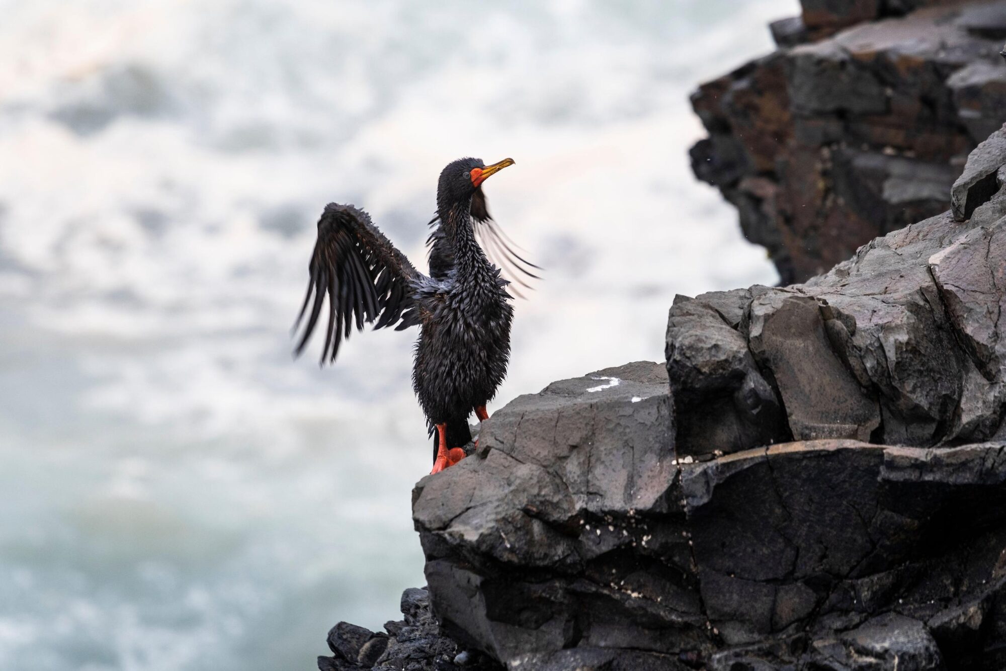 A red-legged cormorant after an oil spill at the La Pampilla refinery, Aucallama, Peru 