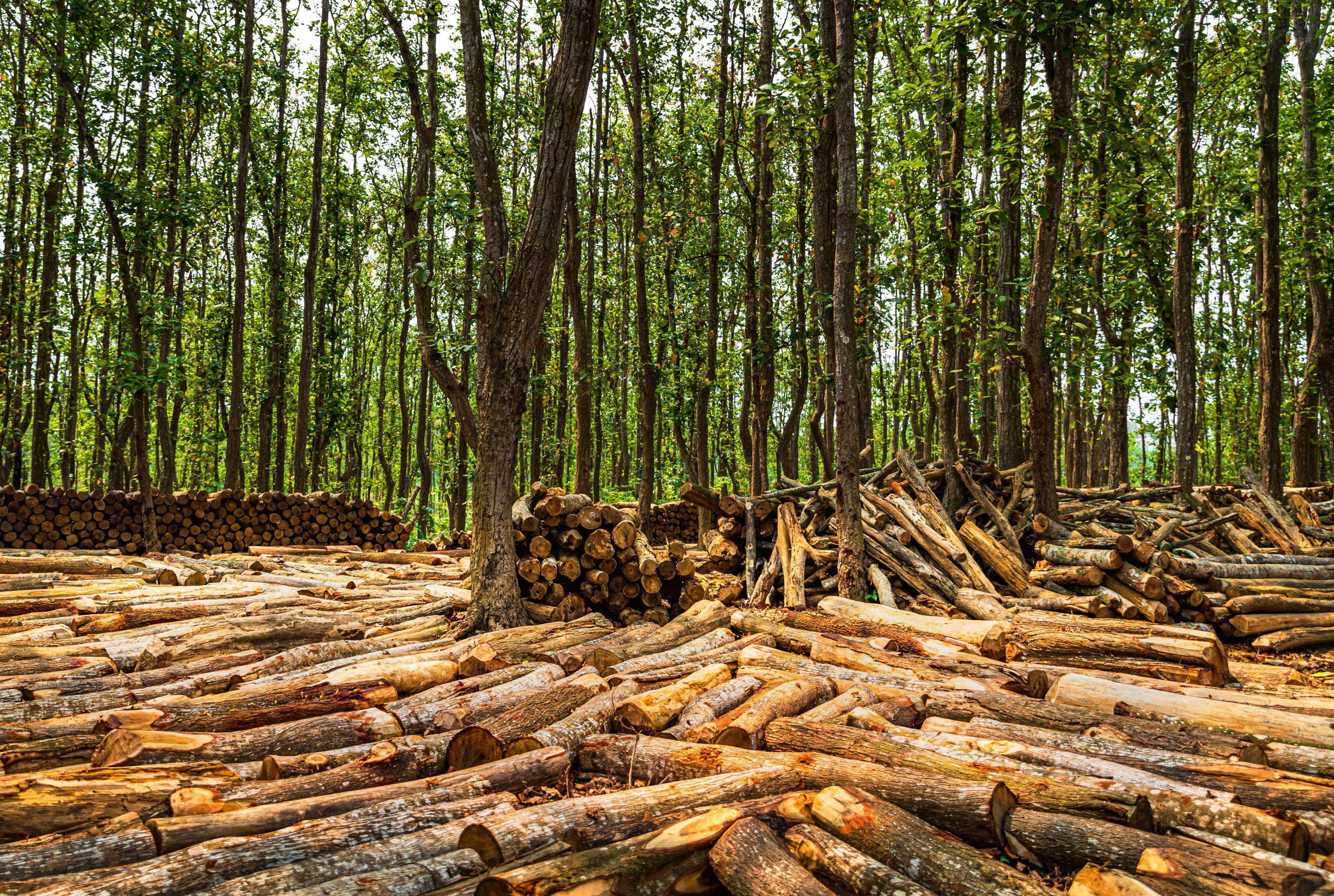 large pile of chopped logs in forest