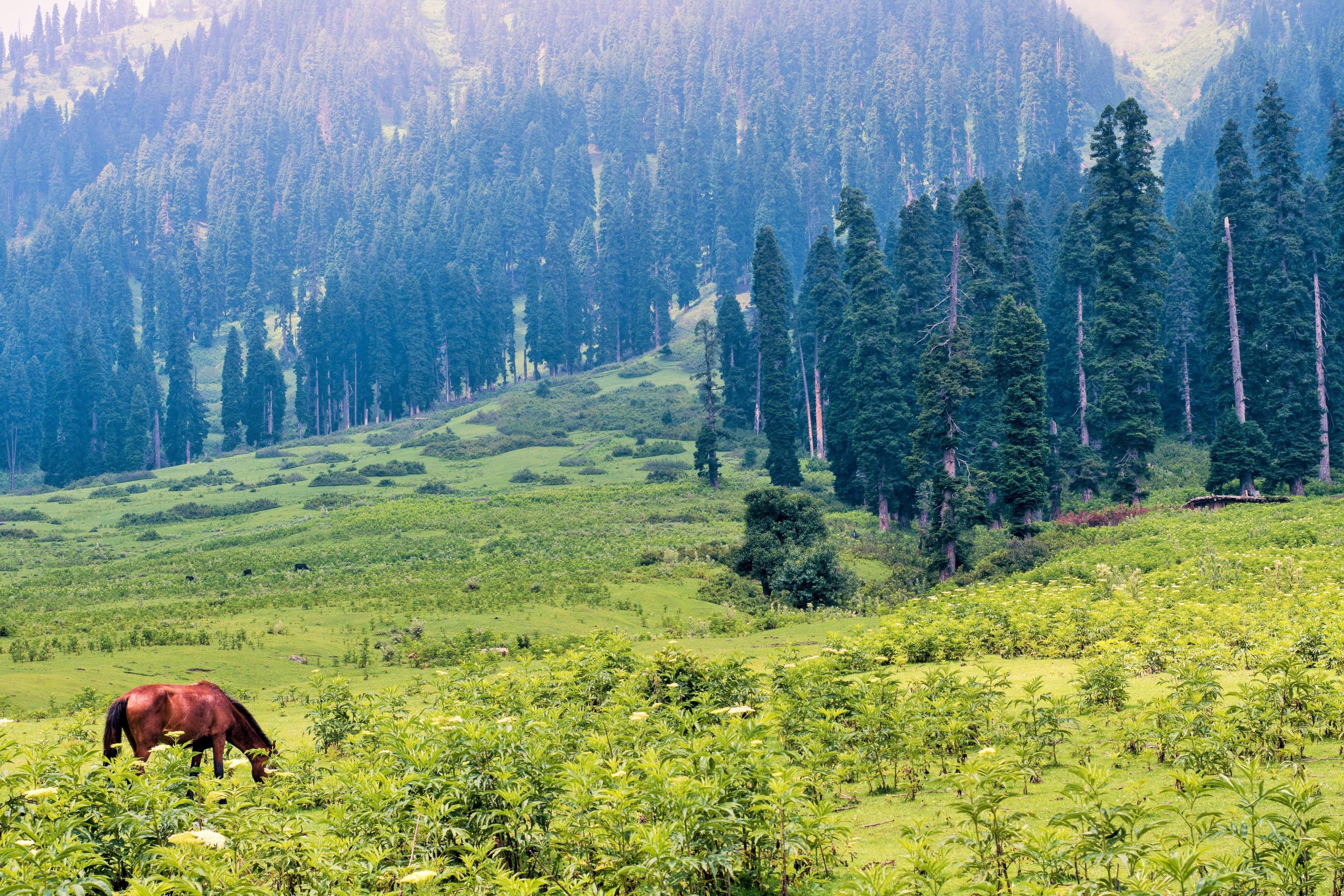 Horse grazing in meadow
