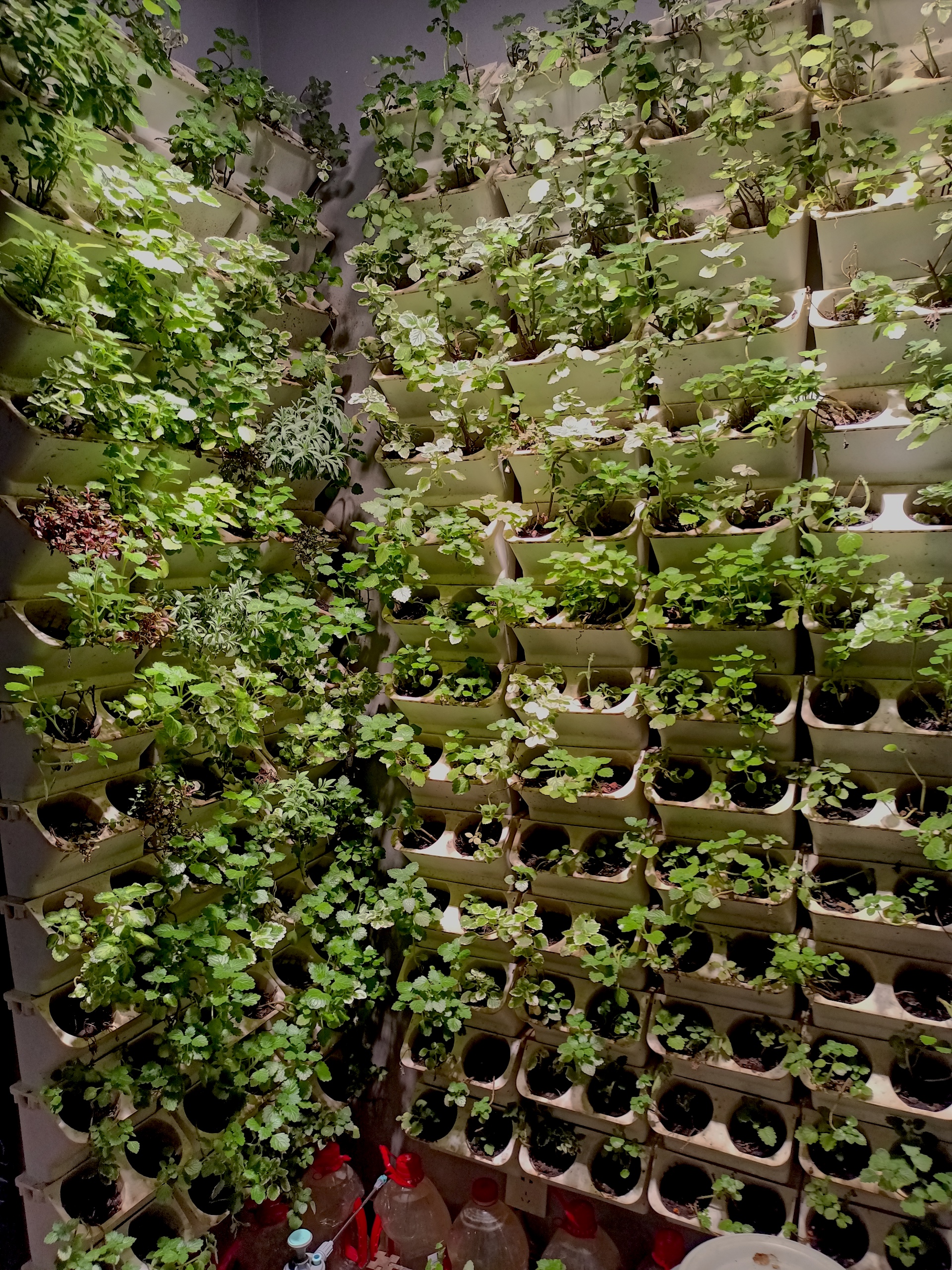 a wall of herbs in the Bistro & Bowl restaurant 