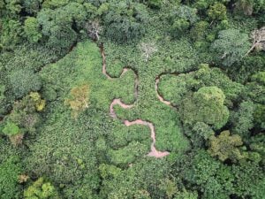 Aerial view of winding river in Mikongo forest in Gabon